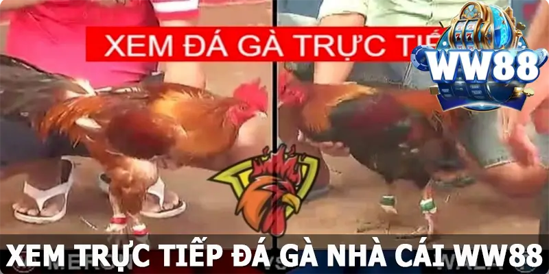 Xem Trực Tiếp Đá Gà WW88 - Giải Tỏa Sự Căng Cùng Thưởng Lớn